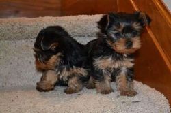 Tea Cup Yorkie Babies Ready For their new homes