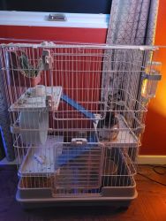 Chinchilla with home and accessories