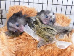 Beautiful Pygmy Marmoset Monkeys Ready