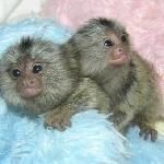 4 Months Female Marmoset Monkey