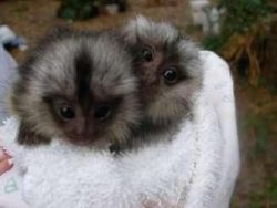 TWO Marmoset baby monkeys for adoption