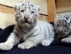 Cheetah ,tiger Cubs Fennec Fox For Sale