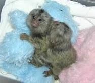 Several New Baby Marmosets Available