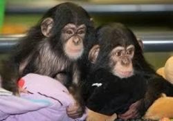 Home Trained Baby Chimpanzee For Sale