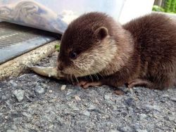 Small Clawed otters for sale