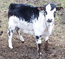 Pet Miniature Zebu Dexter Bull Calf