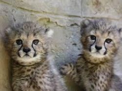 cheetah and Leopard cubs for sale.