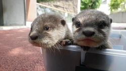 Asian clawed Otters