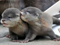 Otter Babies Available Text xxxxxxxxxx
