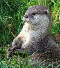 male and female otters for sale