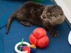 Asian small clawed otter for a new home
