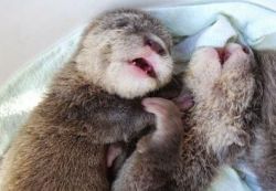 Registerd Asian small Clawed Otters