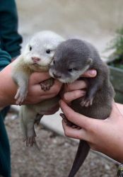 Otters male and female for sale