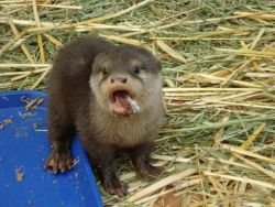 Potty train otters for sale