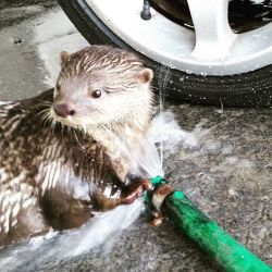 Otter pup for rehoming to new home