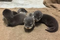 Buy Friendly Asian otters from us