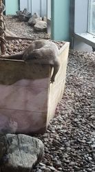 otters for sale