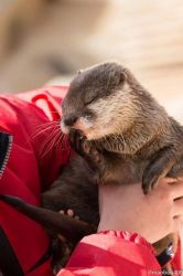 otters available