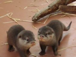Otters looking for a new home