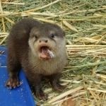 Super Friendly asian small clawed otters for sale