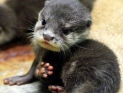 ASIAN small clawed otter