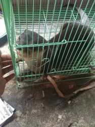 asian small claw otter for sale