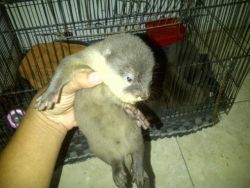 Asian small clawed otter available