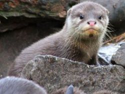Asian Otters for sale