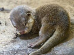 asian small clawed otter for adoption