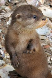 Male and Female Otters For Sale