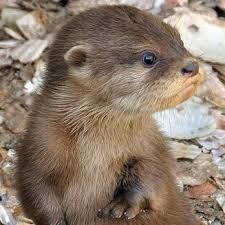 Male and Female asain small otters for sale
