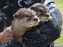 male and female otters for sale