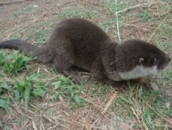 Male and Female asain small otters for sale