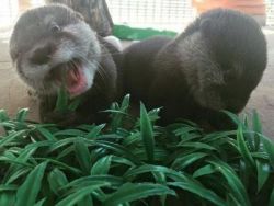 Otters for sale