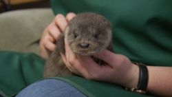 male and female otter looking for a new home