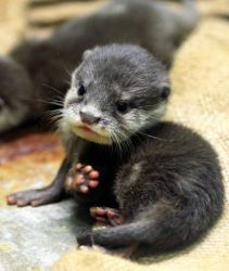 Asian Clawed Otters For Sale