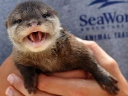 Healthy Otters needs a home
