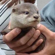 Otters For Sale