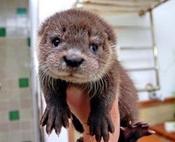 Otters For Sale Text:
