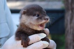 Otters Asian Clawd for sale