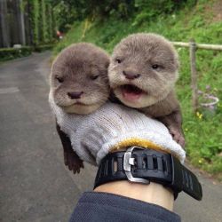 Otters for Sale