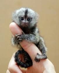 Cute and adorable baby Marmoset monkeys
