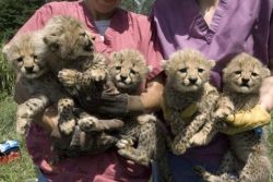 Cheetah cubs, leopard, lion, and tiger cubs
