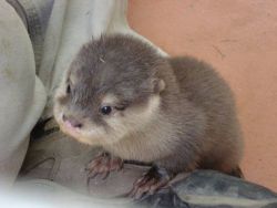 Asian Clawed Otters for Sale
