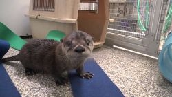 new baby otter for sale