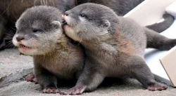 Charming Otters for sale