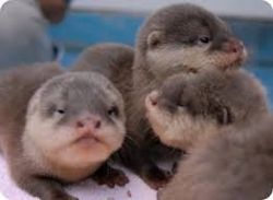 River otters babies for sale