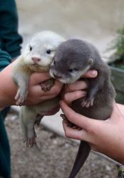 USDA registered Male and female Otters for sale text xxxxxxxxxx
