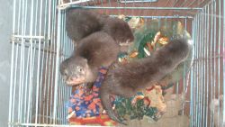 Asian small Clawed Otters available for re homing
