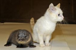 Lovely Otters for sale to perfect home Text